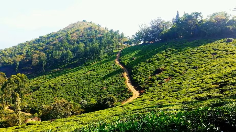 Ooty,Coonoor - Mysore 4D/3N Ex:Mysore